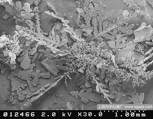 顯微鏡下的雪花