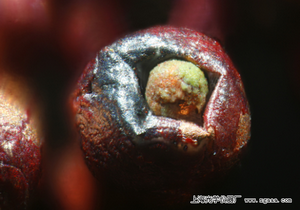 顯微鏡下的沙粒