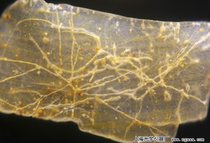 顯微鏡下的巴西杰日巴沙灘上的沙粒