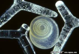 顯微鏡下的夏威夷毛伊島沙粒