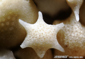 顯微鏡下的日本沖繩竹富島沙粒