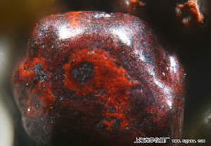 顯微鏡下的夏威夷毛伊島馬可納岬沙粒