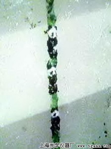 顯微鏡下塑熊貓1